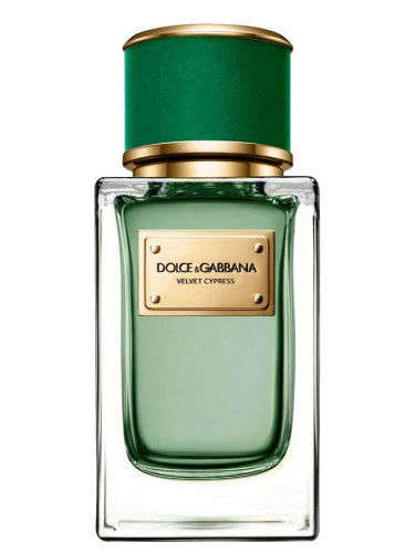 Buy Dolce & Gabbana  Velvet Cypress  Eau de Parfum  150ml Online at low price 